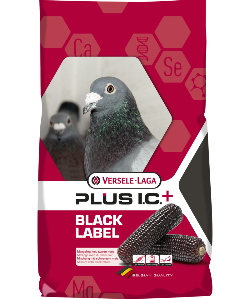 Pigeon Food