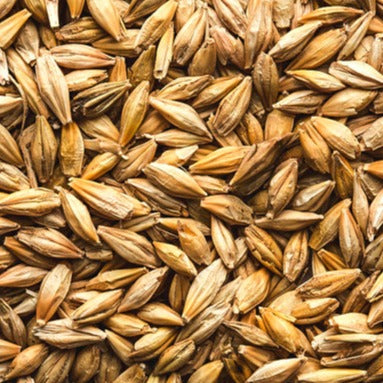 A close-up image of individual barley grains.