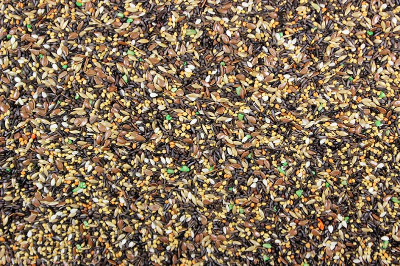 A close-up view of Canary Seed containing a mix of seeds and pellets.