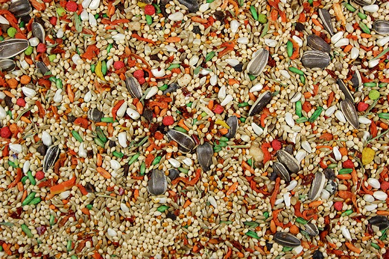 A close-up view of a mix of seeds and grains, part of the Cockatiel and Conure Cuisine bird food.