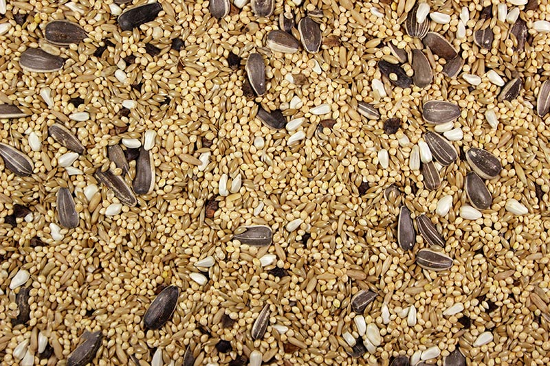 Cockatiel Food