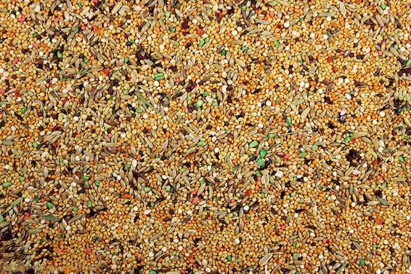 A close-up view of Finch Cuisine bird food, which includes a mix of seeds and grains typical of a premium bird feed.