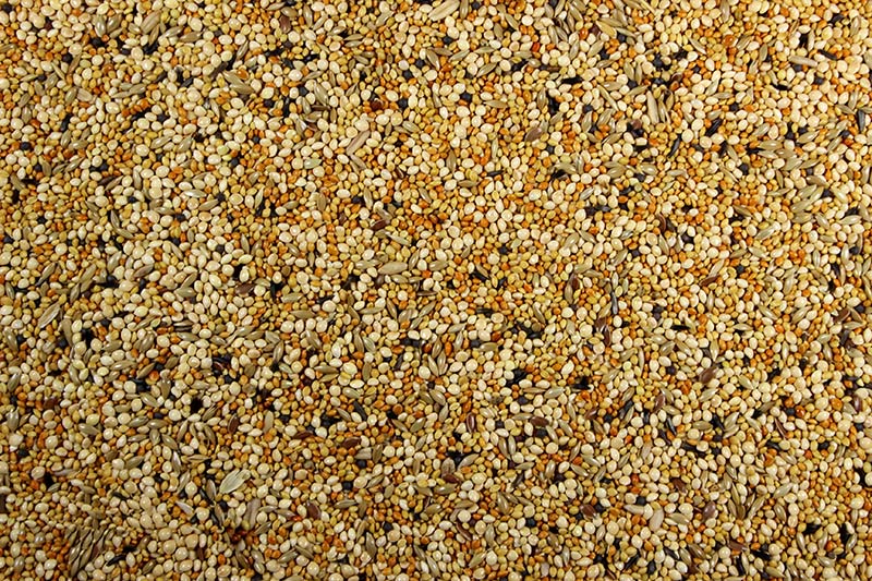 Finch Seed Mix with Millet Seed