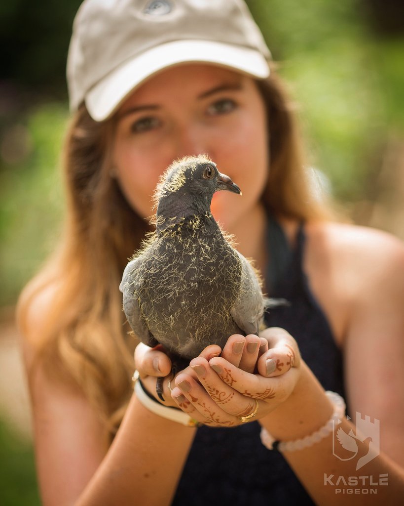 Young Bird Developer+ (Kastle)