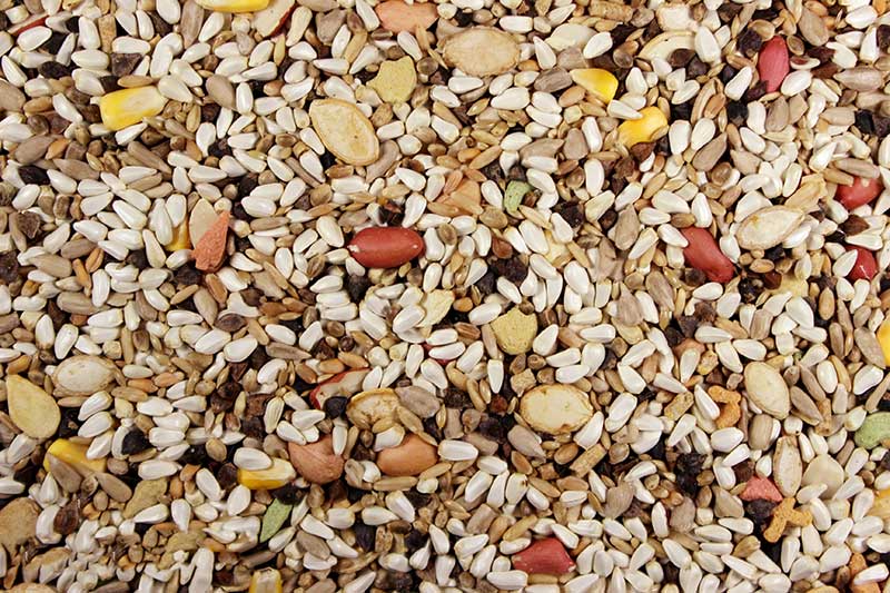 Premium Hookbill Bird Food