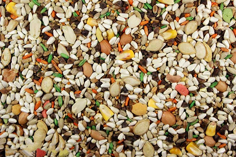 Large Hookbill Bird Food