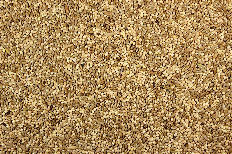 Parakeet Seed Mix