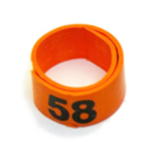 WRAP-AROUND SERIES NUMBERED BANDS