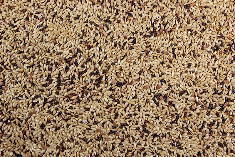 A close-up image of bird feed which includes a mix of seeds such as canary seed, rape seed, and millet.