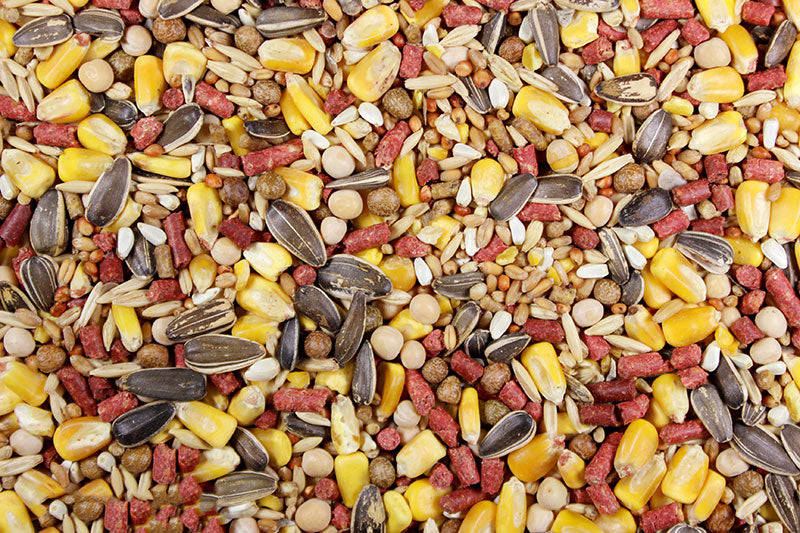 Feed for Chickens