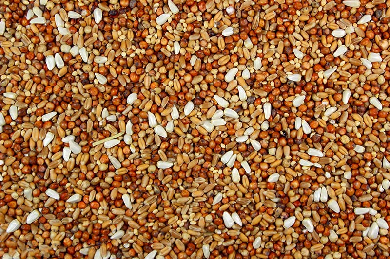 A close-up image of a seed mix for doves, showing a blend of milo, wheat, millet, and safflower seeds.