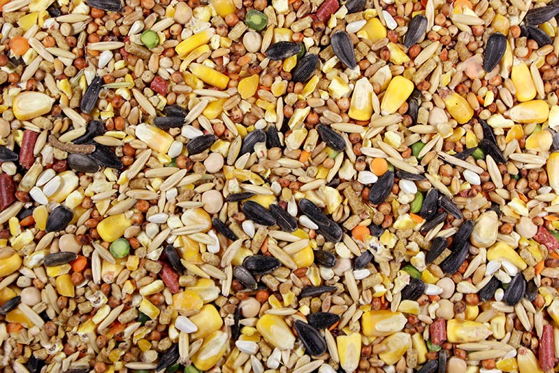 Chicken Feed/Poultry Feed
