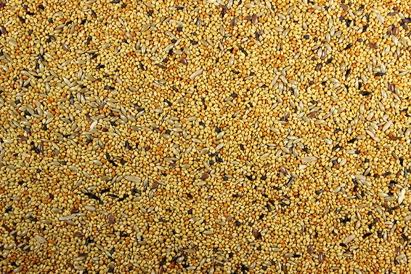  Finch Bird Feed