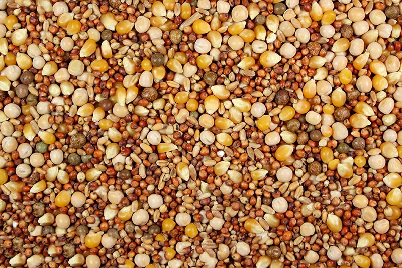 Pigeon Feed with popcorn