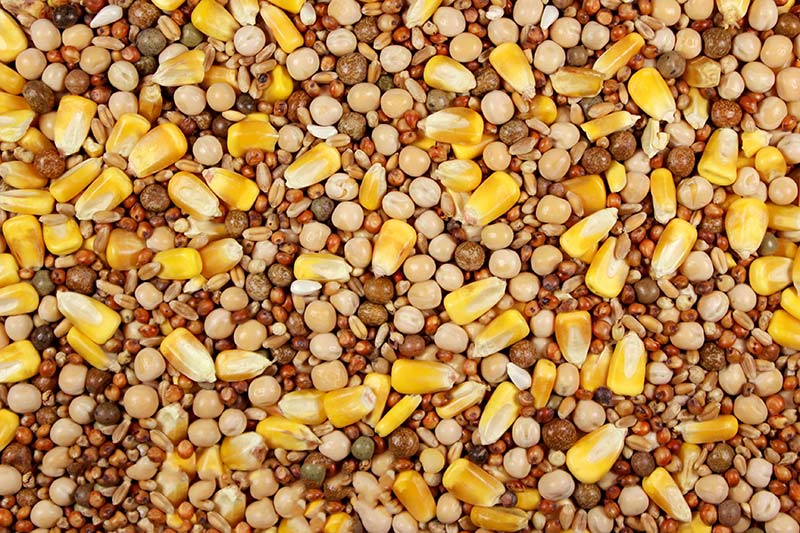 Special Feed with Whole Corn