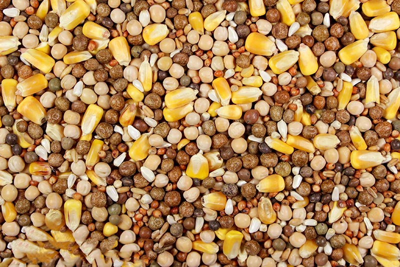  Racing Pigeon Feed