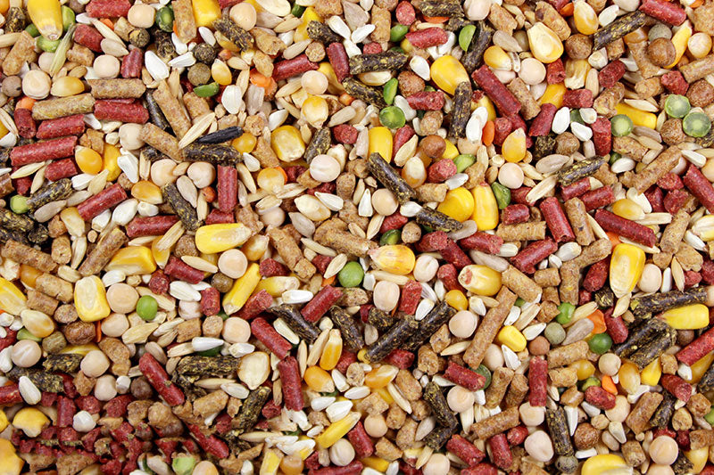 Premium Chicken Feed/Poultry
