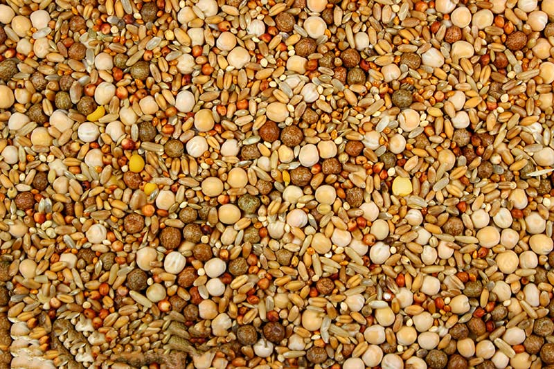  Premium Pigeon Breeding Food