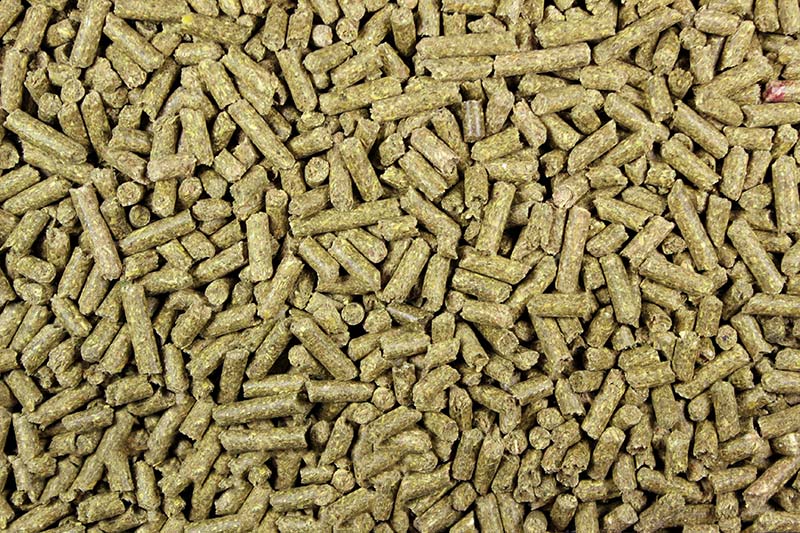 guinea pig pellets