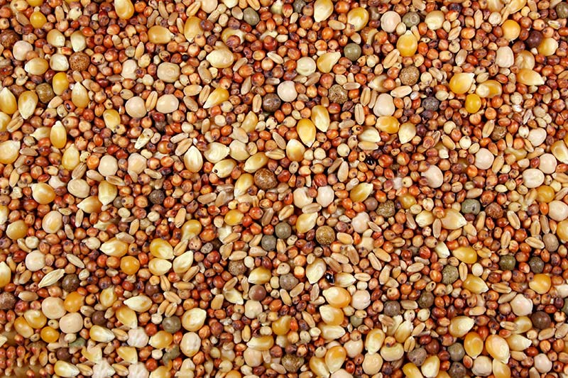 A close-up view of pigeon feed which includes a mix of milo, popcorn, peas, and wheat grains.