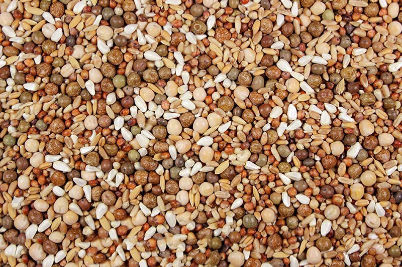 Low Carb No Corn Pigeon Feed Mix