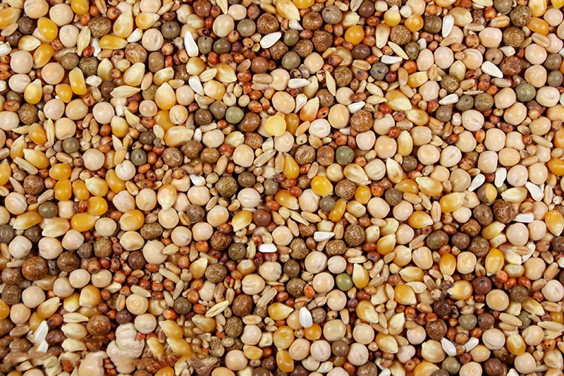 Premium Racing Pigeon Feed