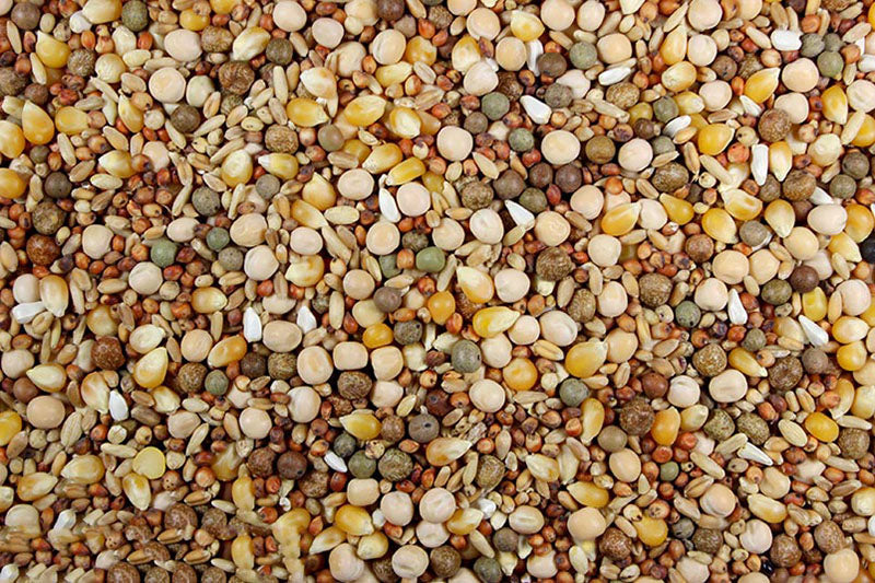 Racing Pigeon Feed With Probiotics