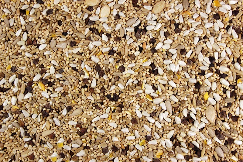 Small Hookbill Food