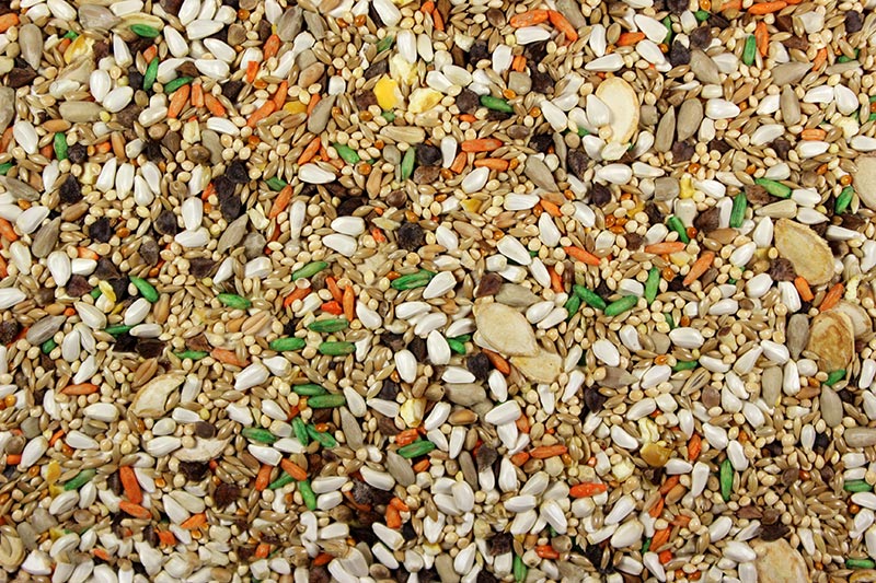 Premium Hookbill Bird Food