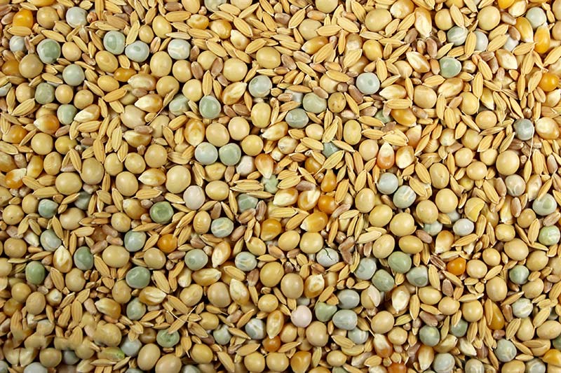 High Protein Bird Food & Soaked Seeds