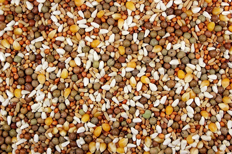 High-Protein Bird Feed with Austrian Peas for Pigeons