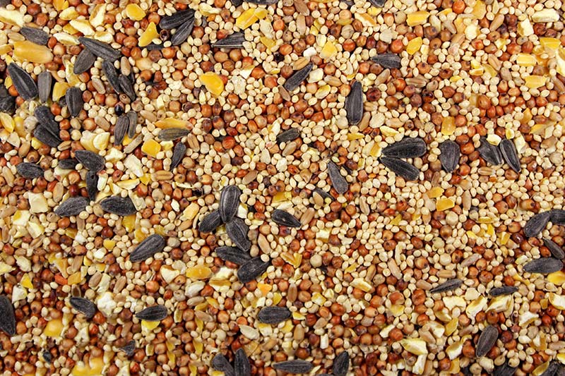 Wild Bird Food