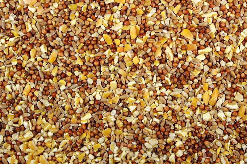 Close up of Chicken Feed