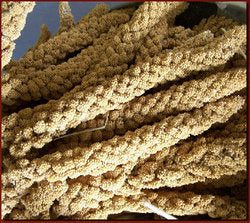 Premium Millet Spray for Birds
